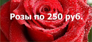 Розы по 250 рублей