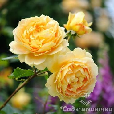 Роза кустарниковая Голден Селебрейшн